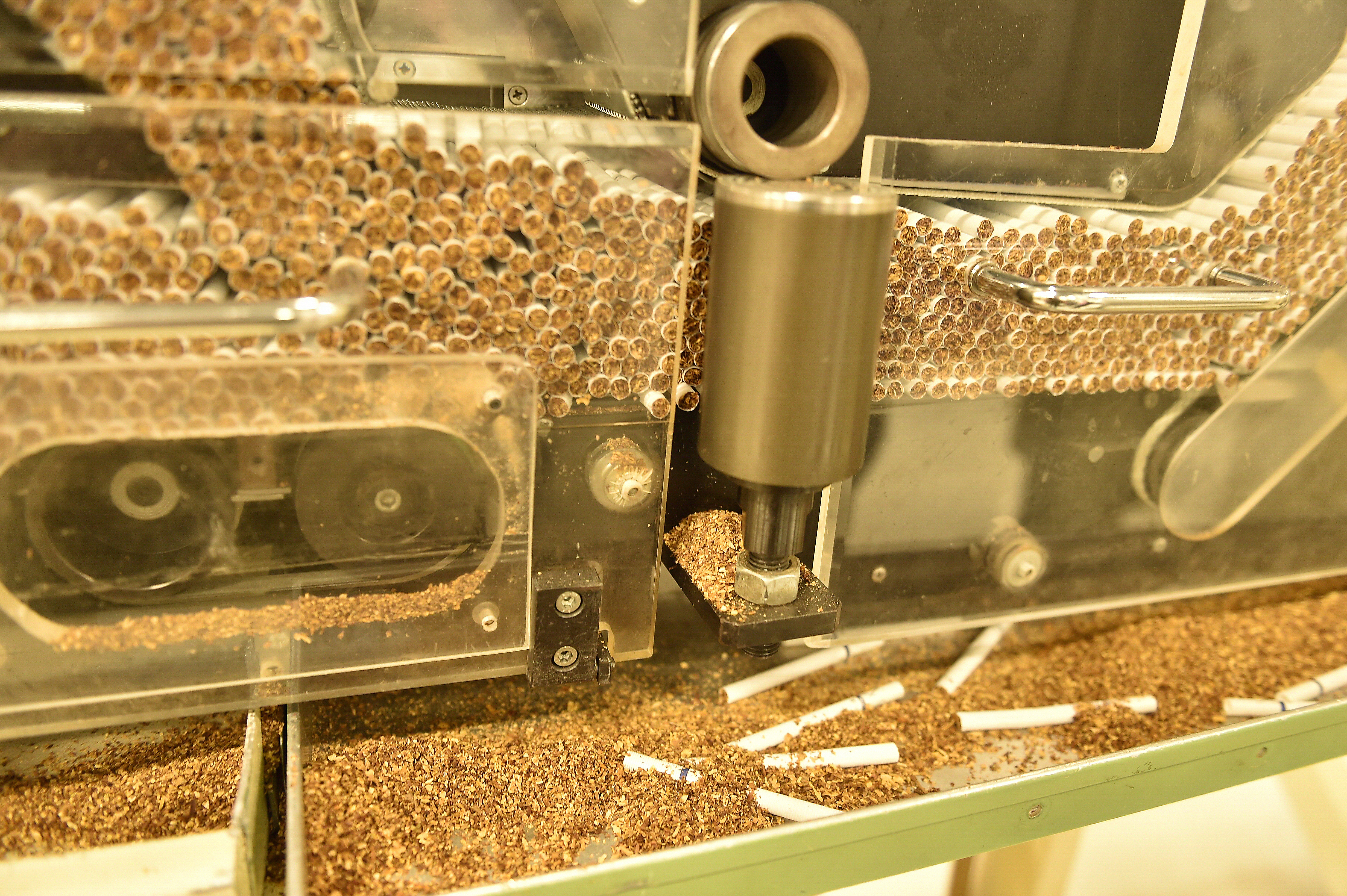 Tobacco leaves running down an assembly line in a tobacco manufacturing facility. 